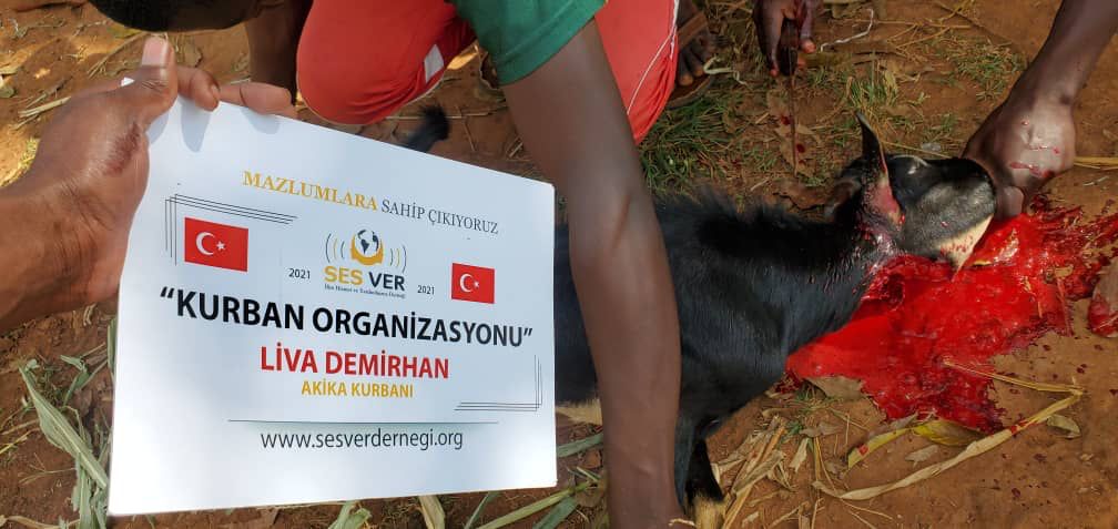 Vacip Kurbanı Hisseli